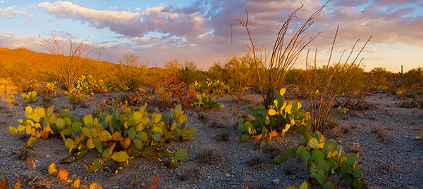 Sonoran Desert Sunset Panorama