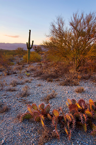 Cacti at Dusk