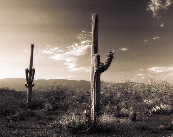Sonoran Desert Saguaros, Sepia