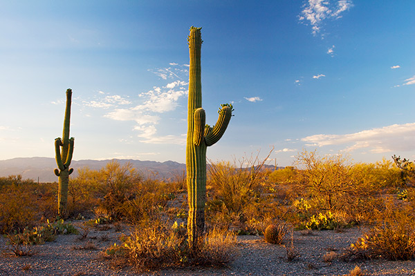 Saguaro Cactus Sunset