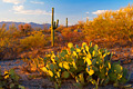 Cacti of the Sonoran Desert