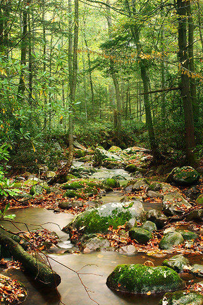 Forest Creek