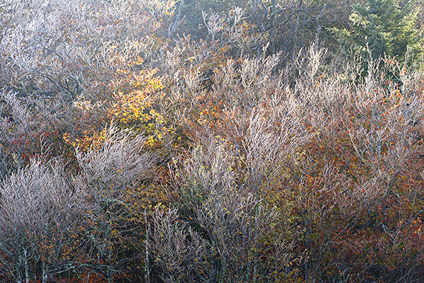 Frosty Hillside