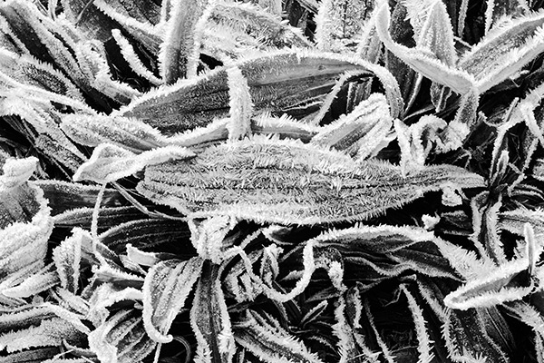 Frosty Plant