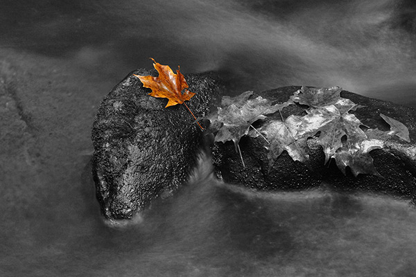 One Maple Leaf