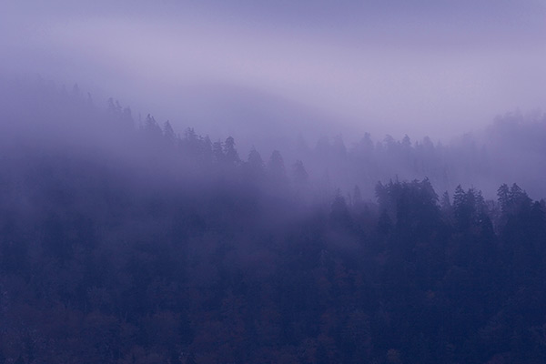 Purple Mist