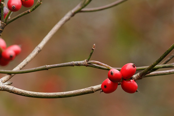 Red Berries