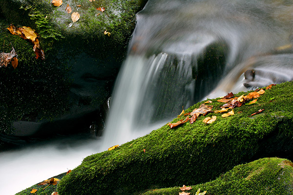 Moss and Water