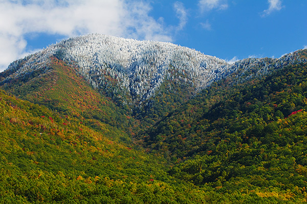 Snow Pines