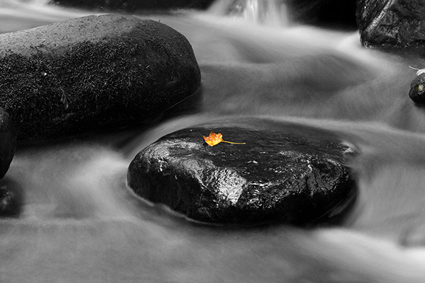 Lone Leaf