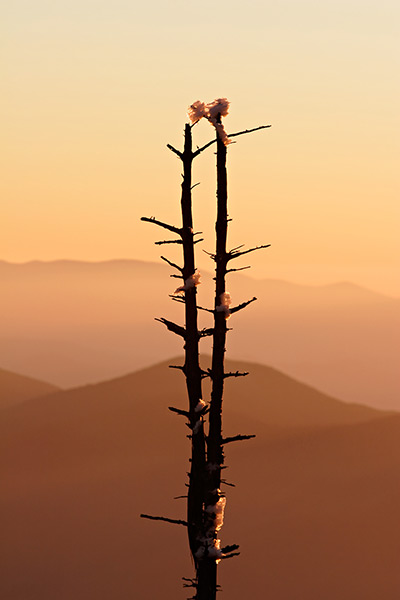 Sunset Tree Ice