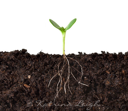 Seedling in Dirt, Cutaway