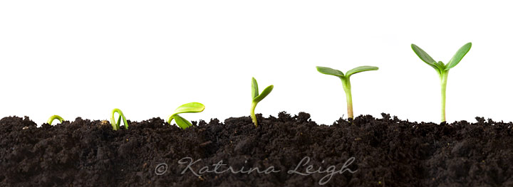 Growing Plant Sequence