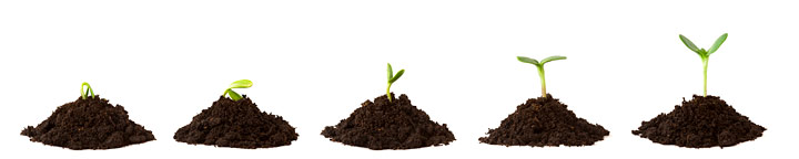 Plant Sequence in Dirt Piles