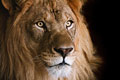 Lion Face