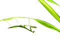 Praying Mantis