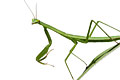 Praying Mantis 2