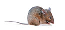 Field Mouse