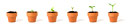 Plant Growing in Pots