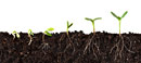 Growing Seedlings, Cutaway