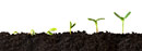 Growing Plant Sequence