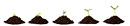 Plant Sequence in Dirt Piles