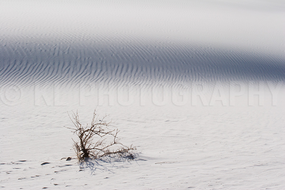 Dry Bush in the Sand