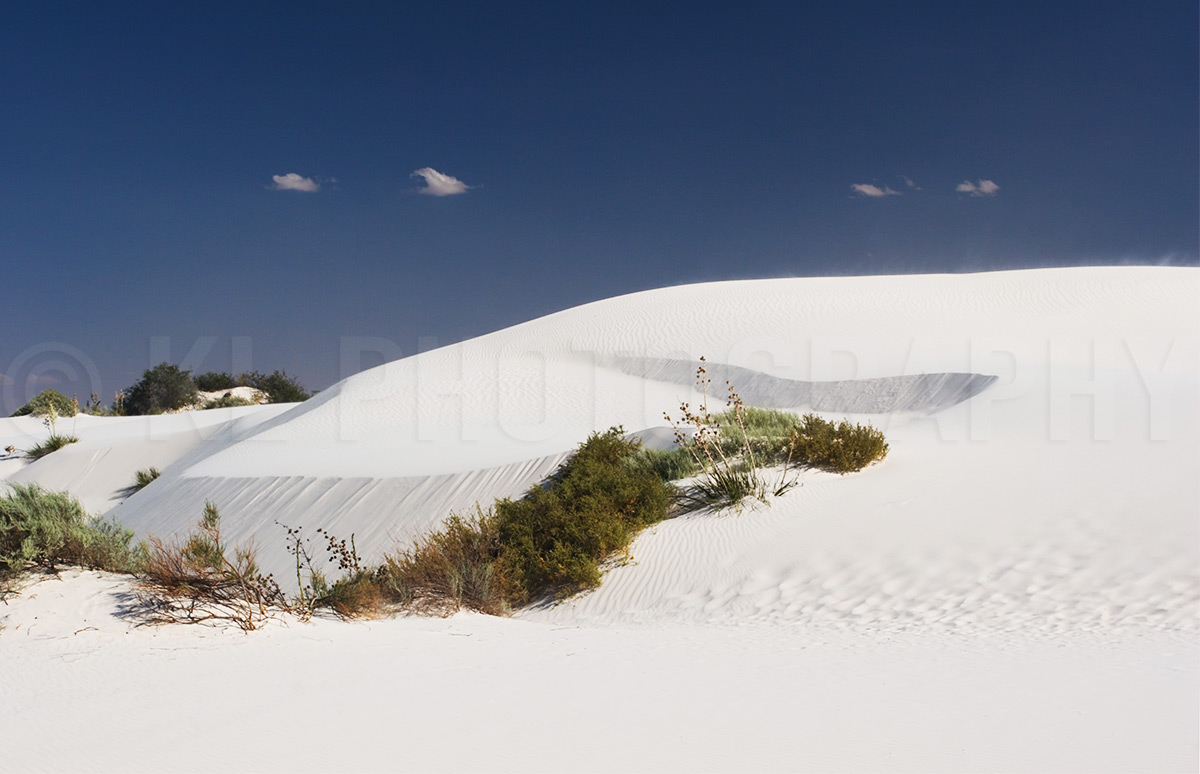 White Sands Flora