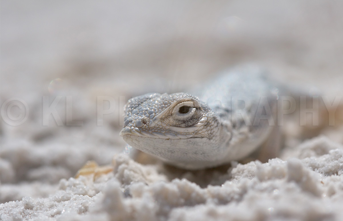 Side-blotched Lizard Macro