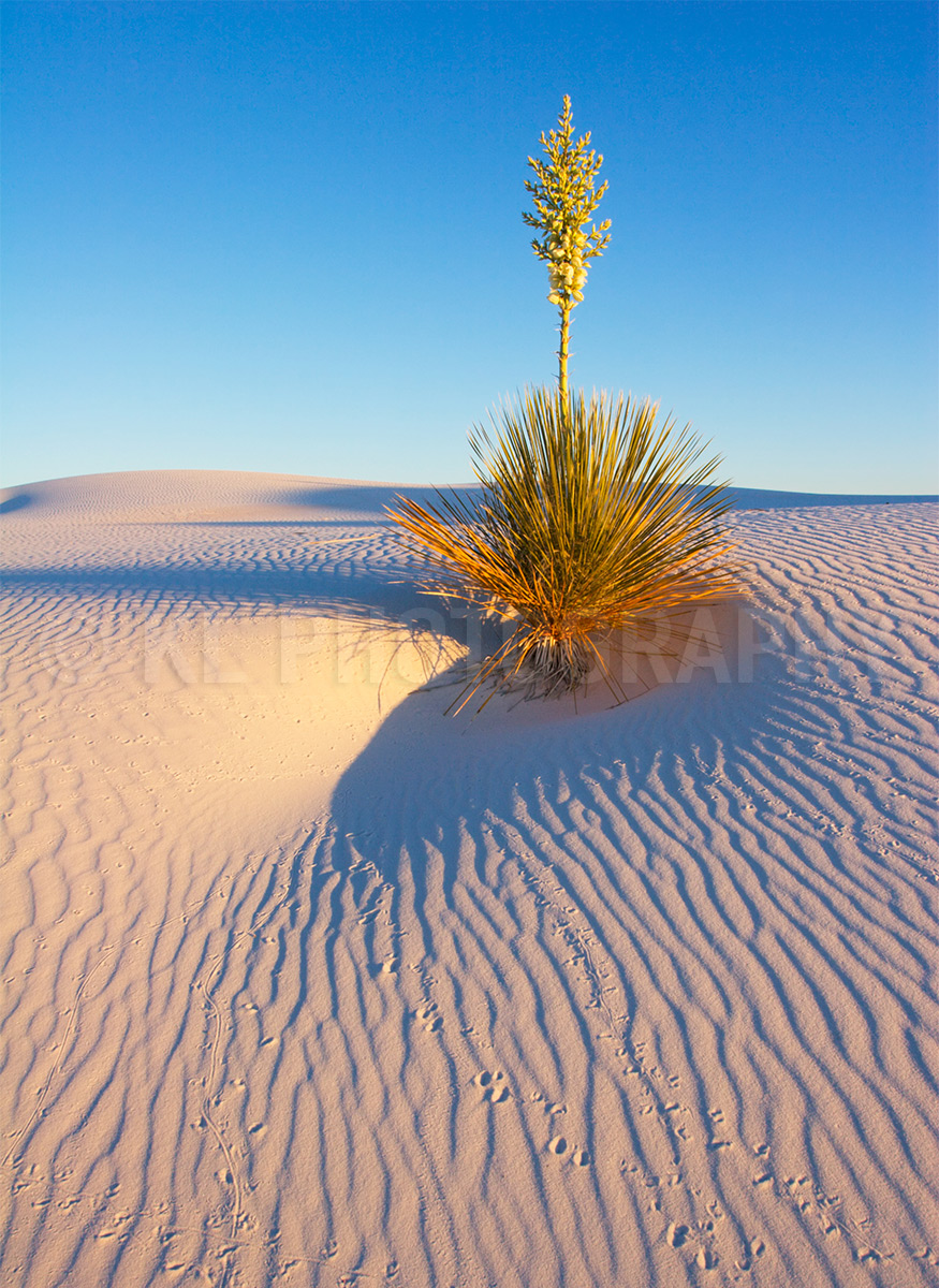 Yucca at Sunset