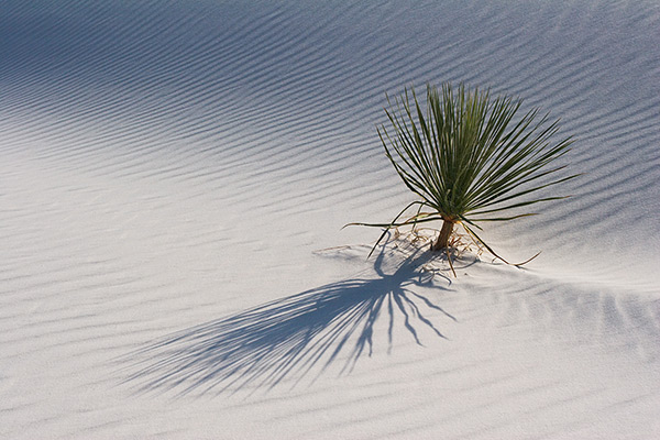 Bush and Shadow