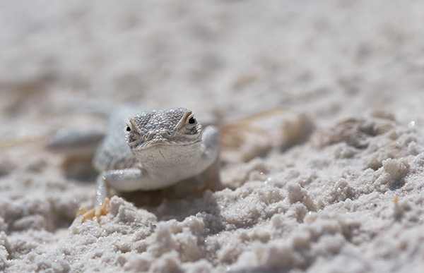Lizard in the Sand
