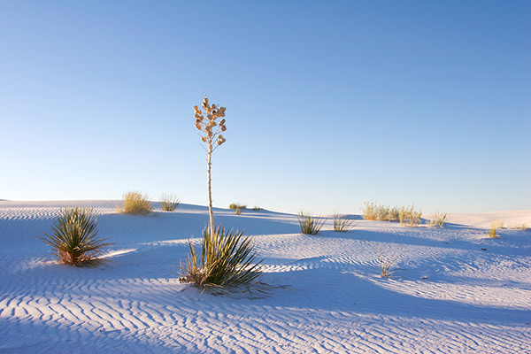 Yucca and Shadows