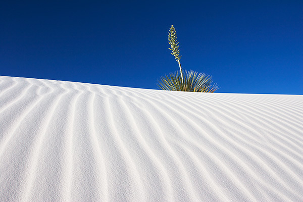Rippled Sand and Yucca