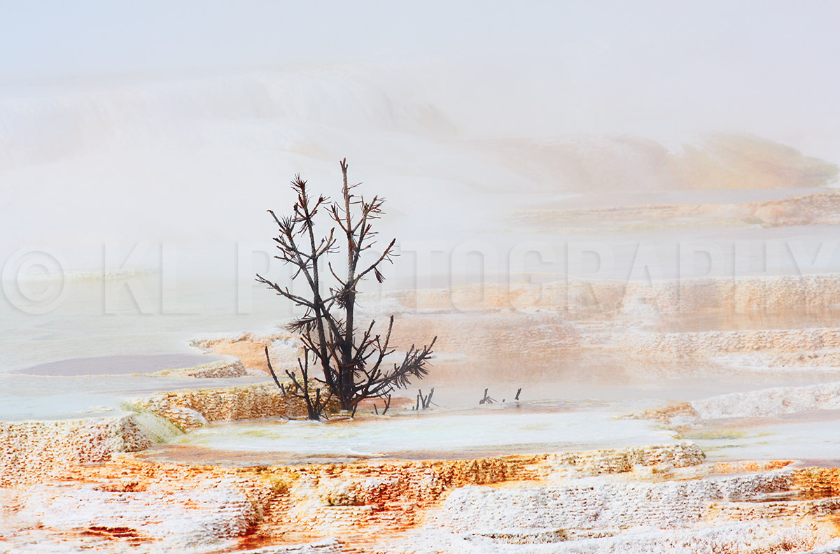 Canary Springs and Twig