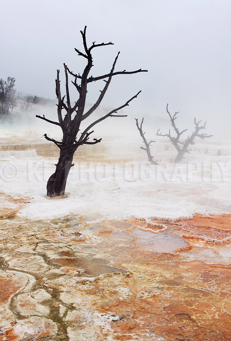 Canary Terraces in the Springtime