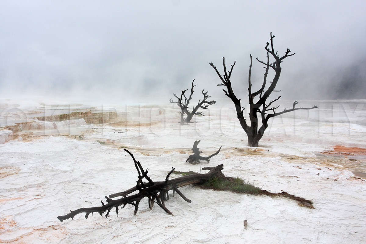 Foggy Canary Terraces