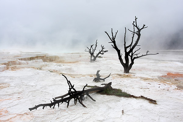 Foggy Canary Terraces