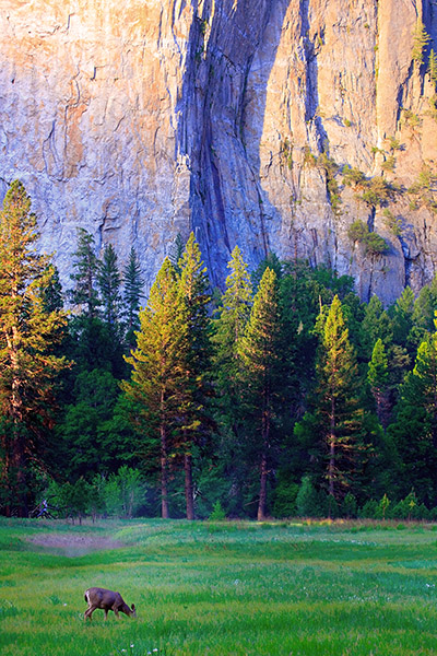Yosemite Deer