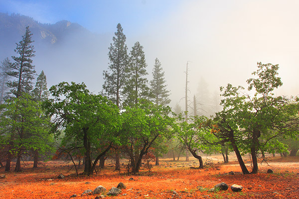 Morning Fog